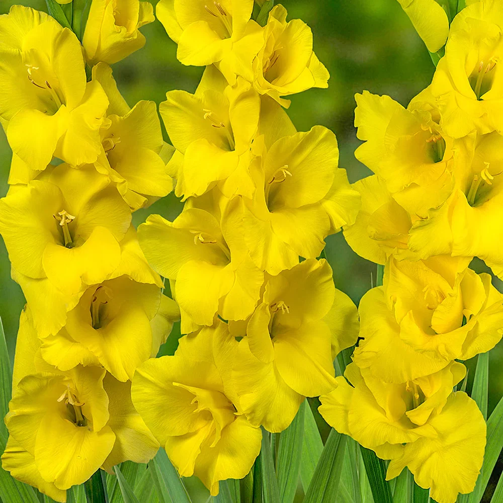 Gladiolus Yellowa
