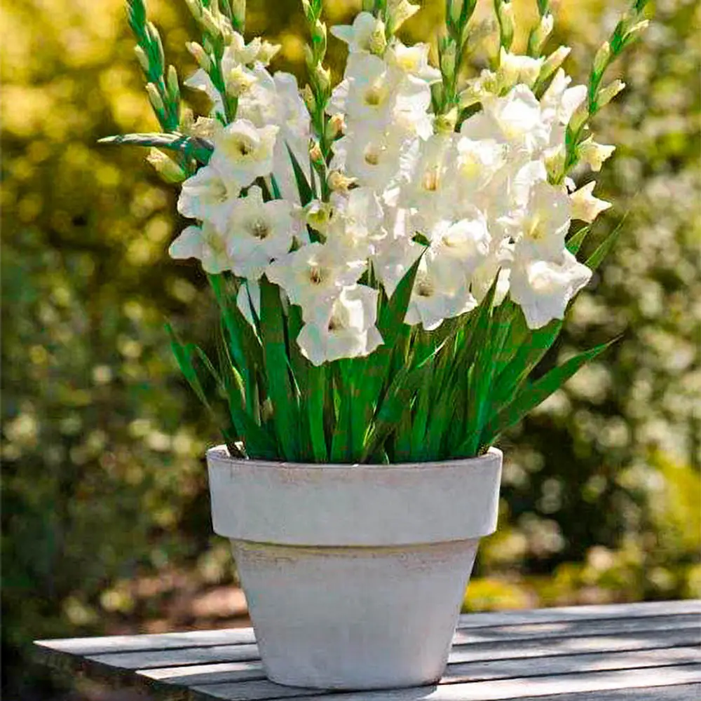 Glamini® Gladiolus Blondie