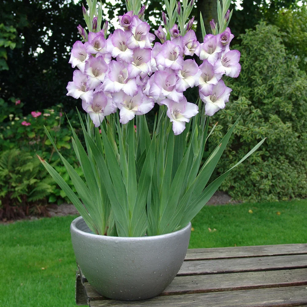 Glamini® Gladiolus Luca