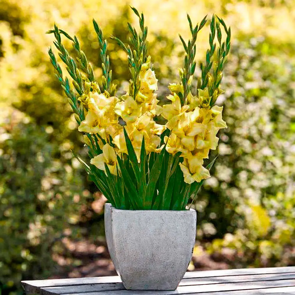 Glamini® Gladiolus Luna - Image 2