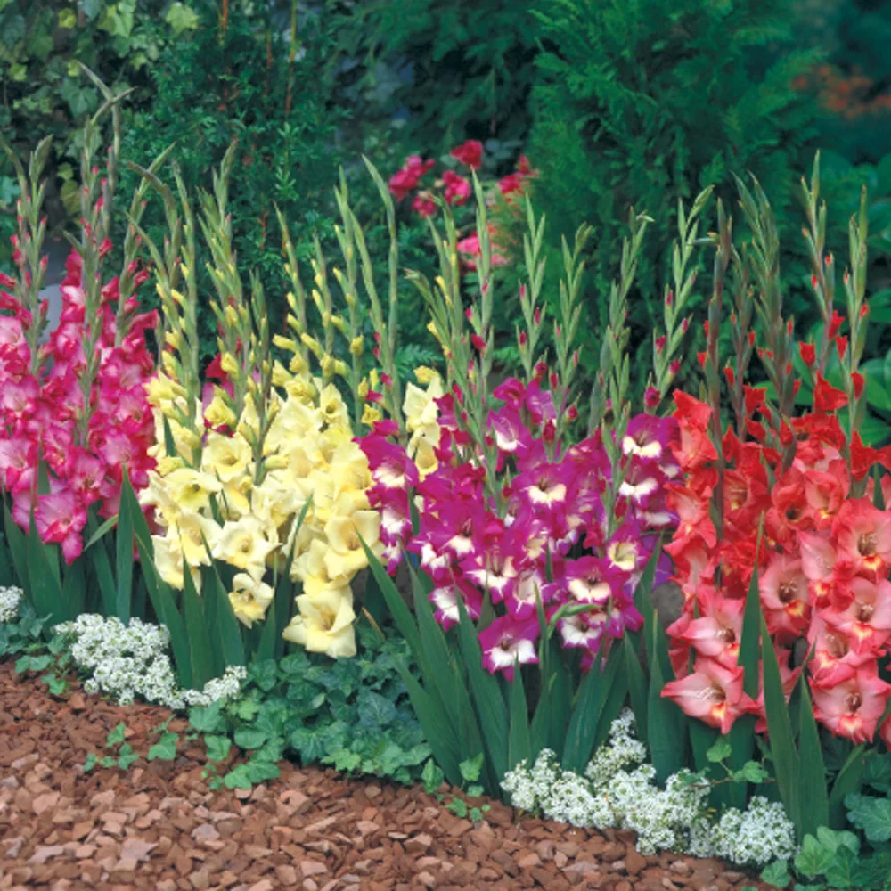 Glamini® Gladiolus Mixed - Image 4