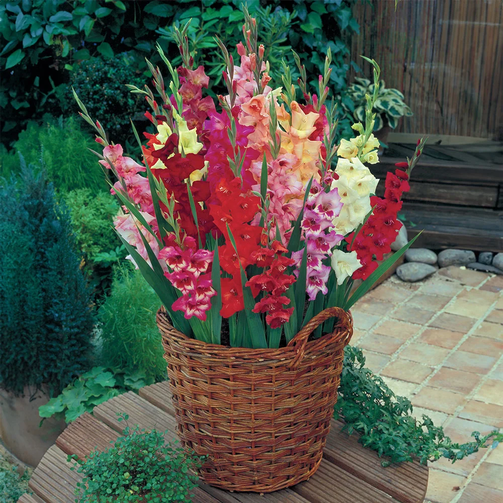 Glamini® Gladiolus Mixed - Image 5