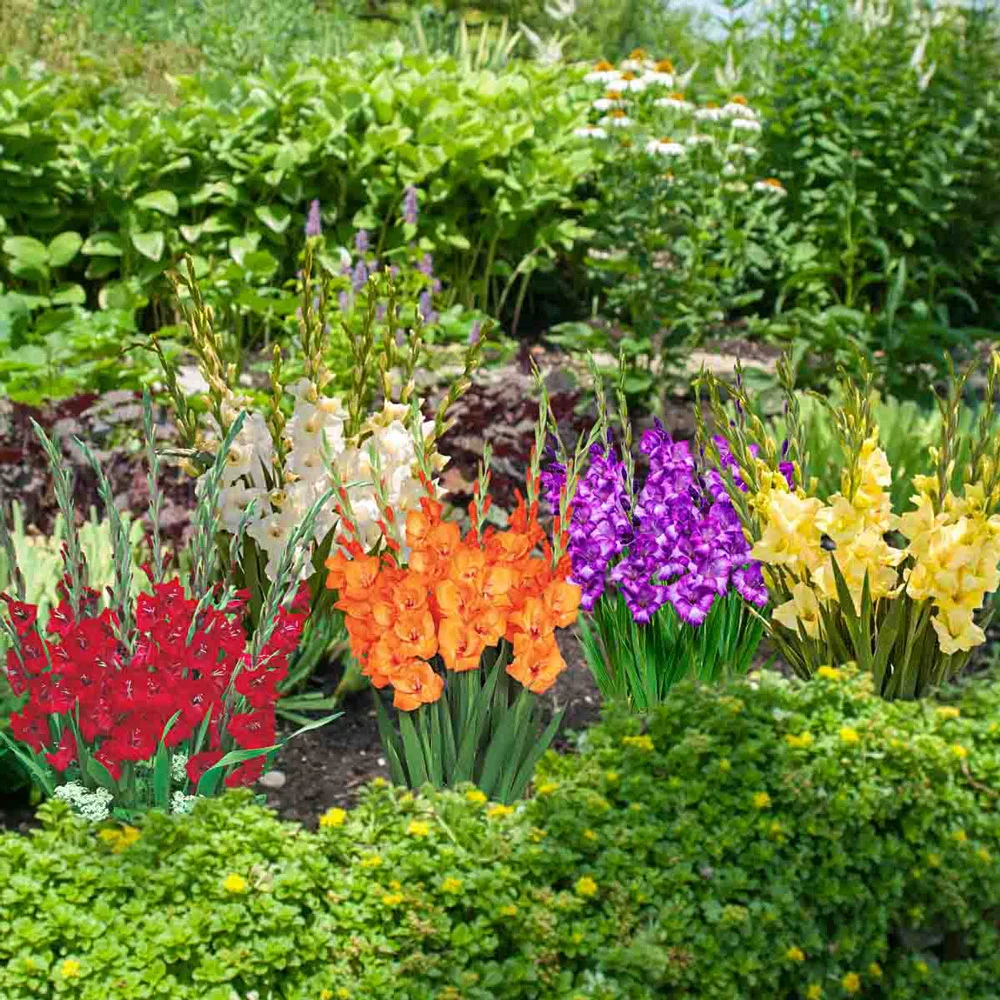 Glamini® Gladiolus Mixed - Image 6