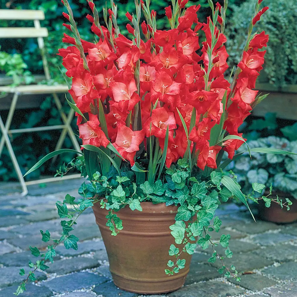 Glamini® Gladiolus Patty - Image 2