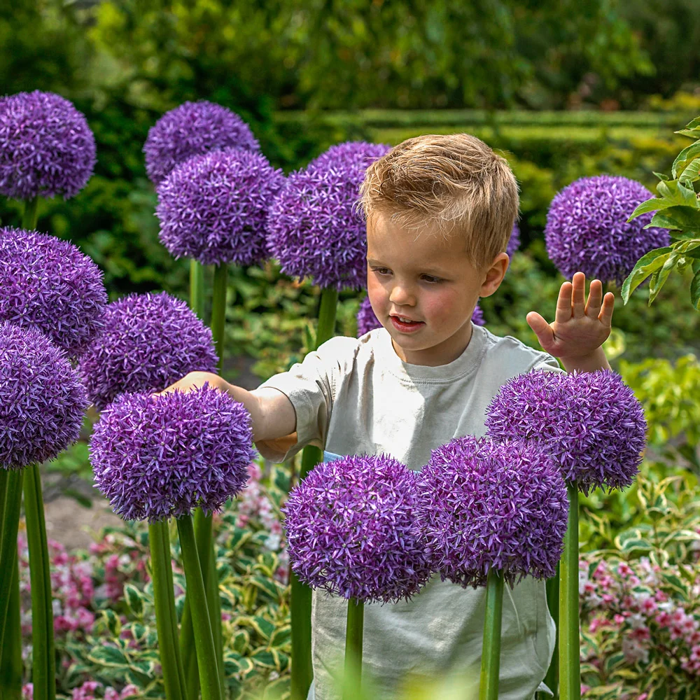 Allium Globemaster
