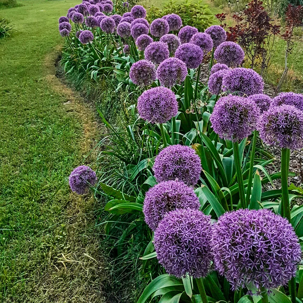 Allium Globemaster - Image 2