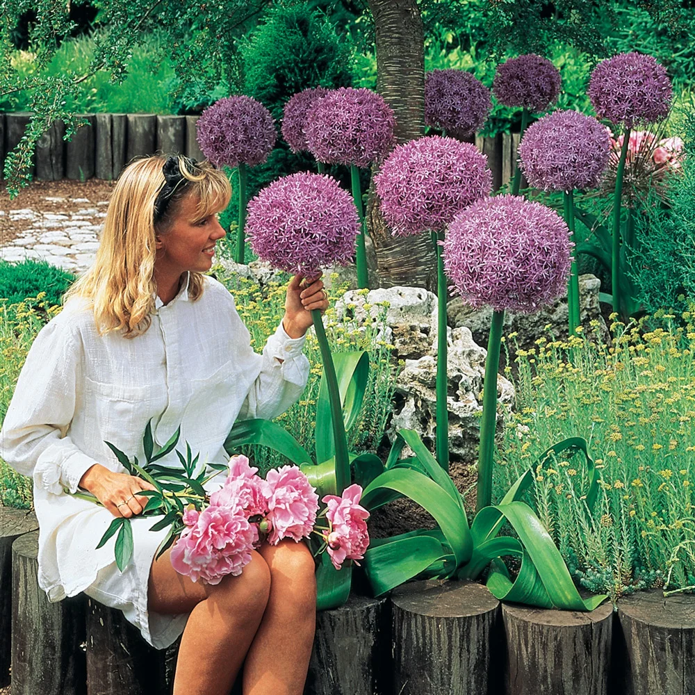Allium Globemaster - Image 3