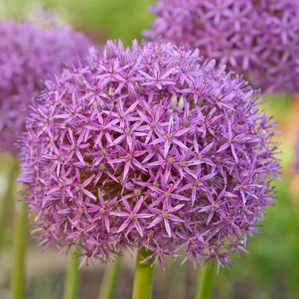 Allium Globemaster - Image 4