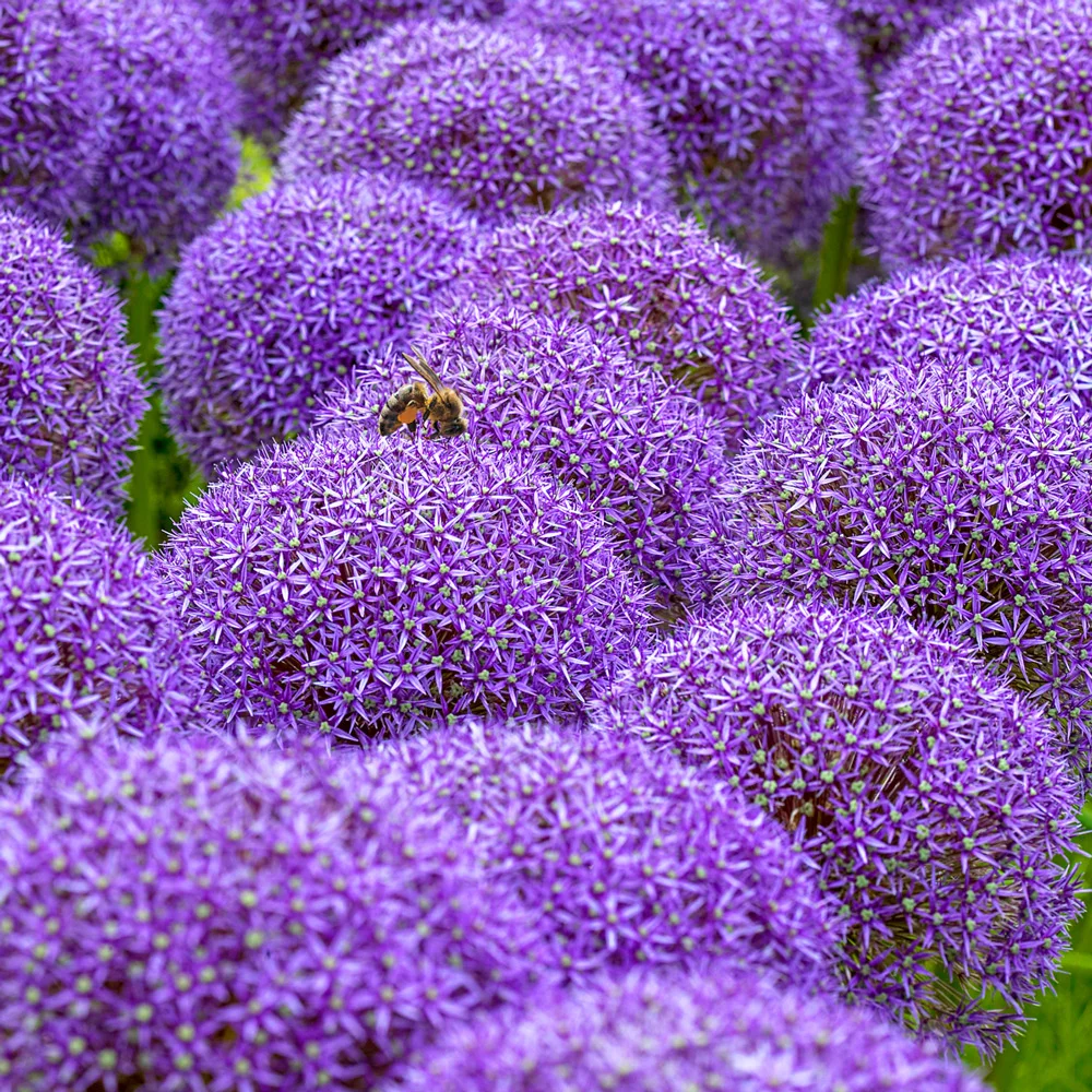 Allium Globemaster - Image 5