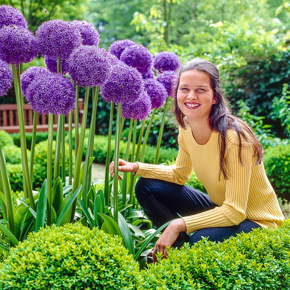 Allium Globemaster - Image 6