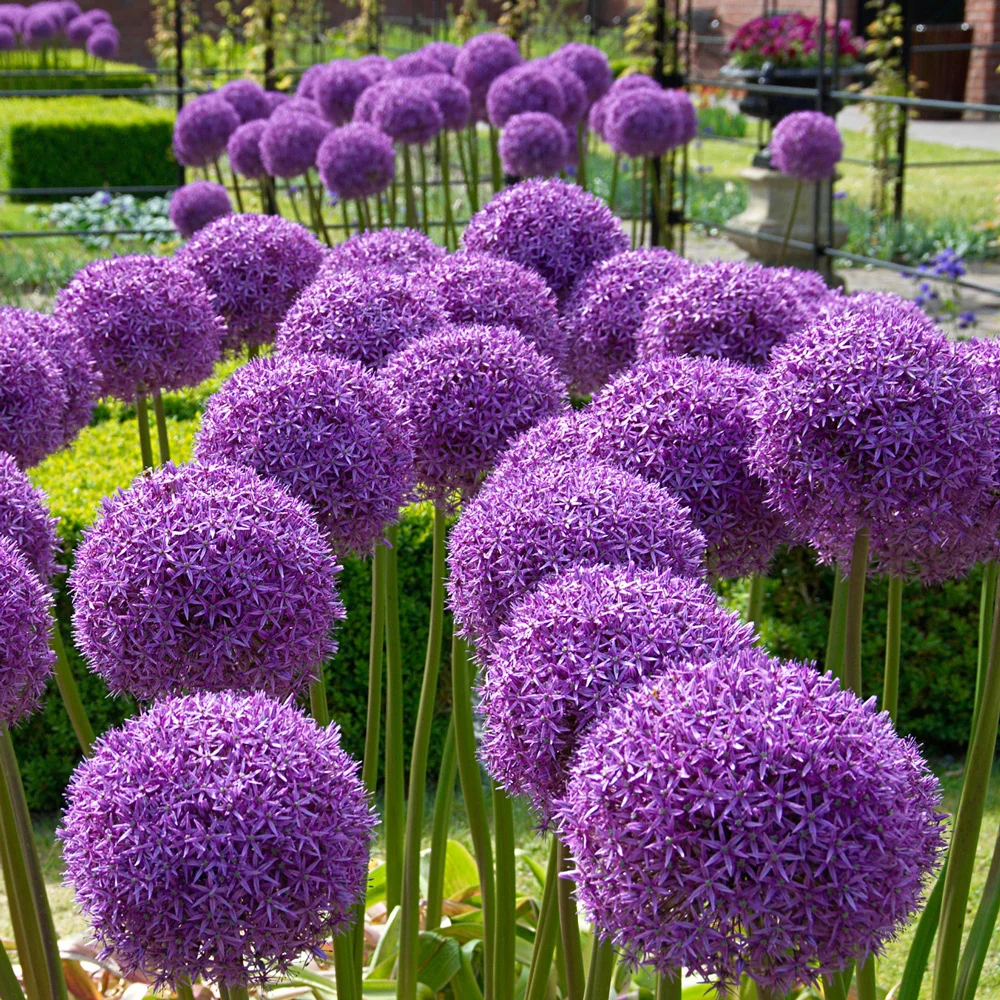 Allium Globemaster - Image 7