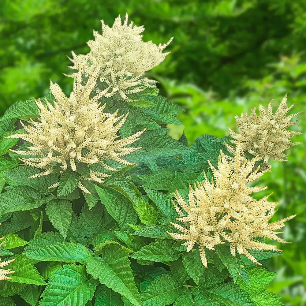 Goatsbeard Sparkles