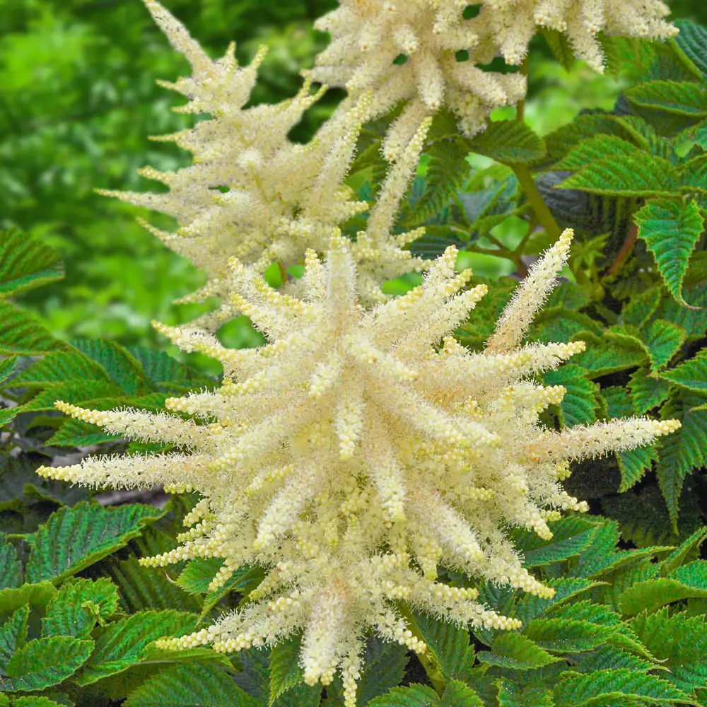 Goatsbeard Sparkles - Image 2