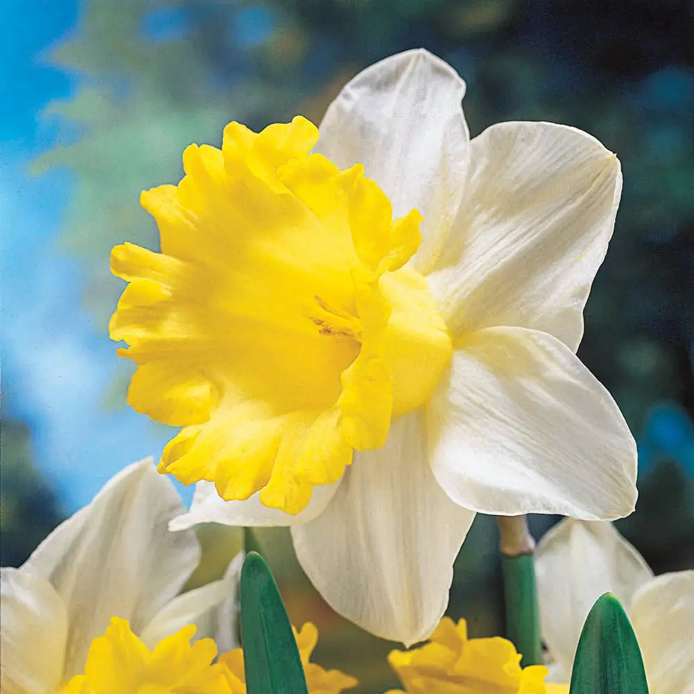 Trumpet Daffodil Goblet