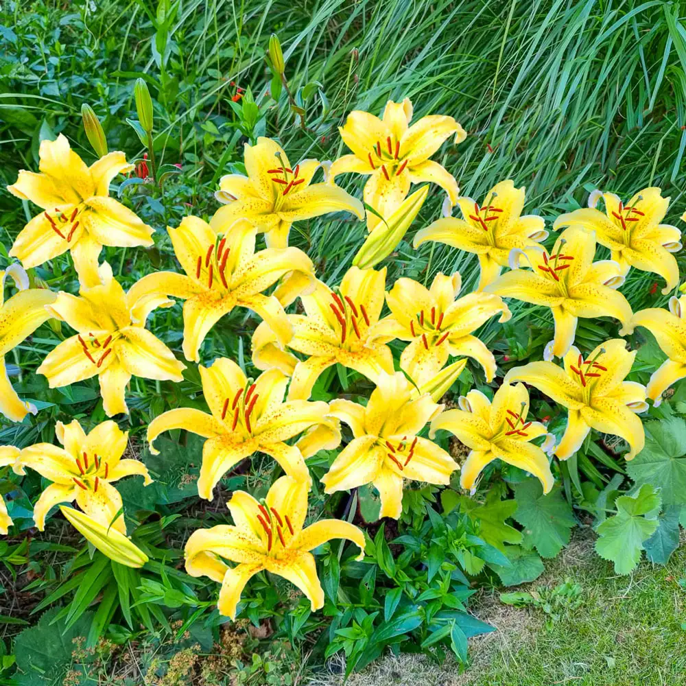 Gold Fever Dwarf Oriental Lily