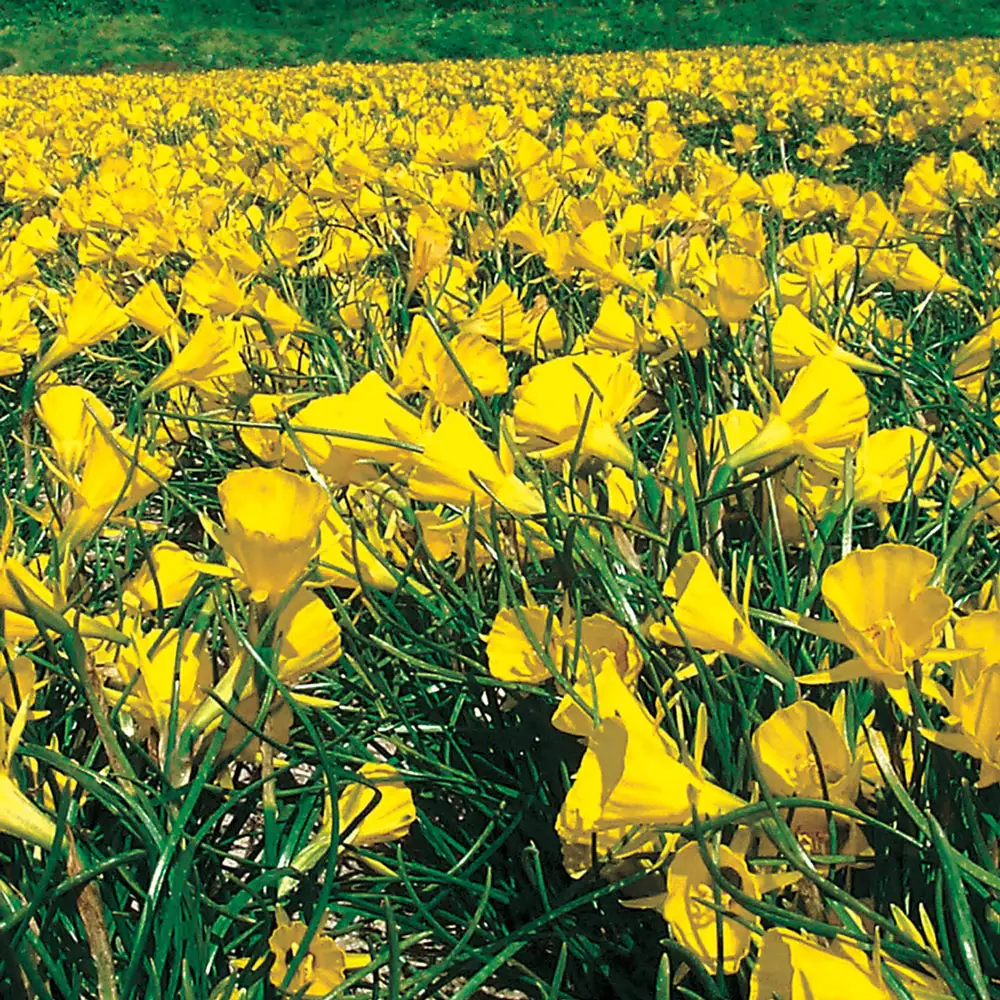 Golden Bells Hoop Petticoat Daffodil