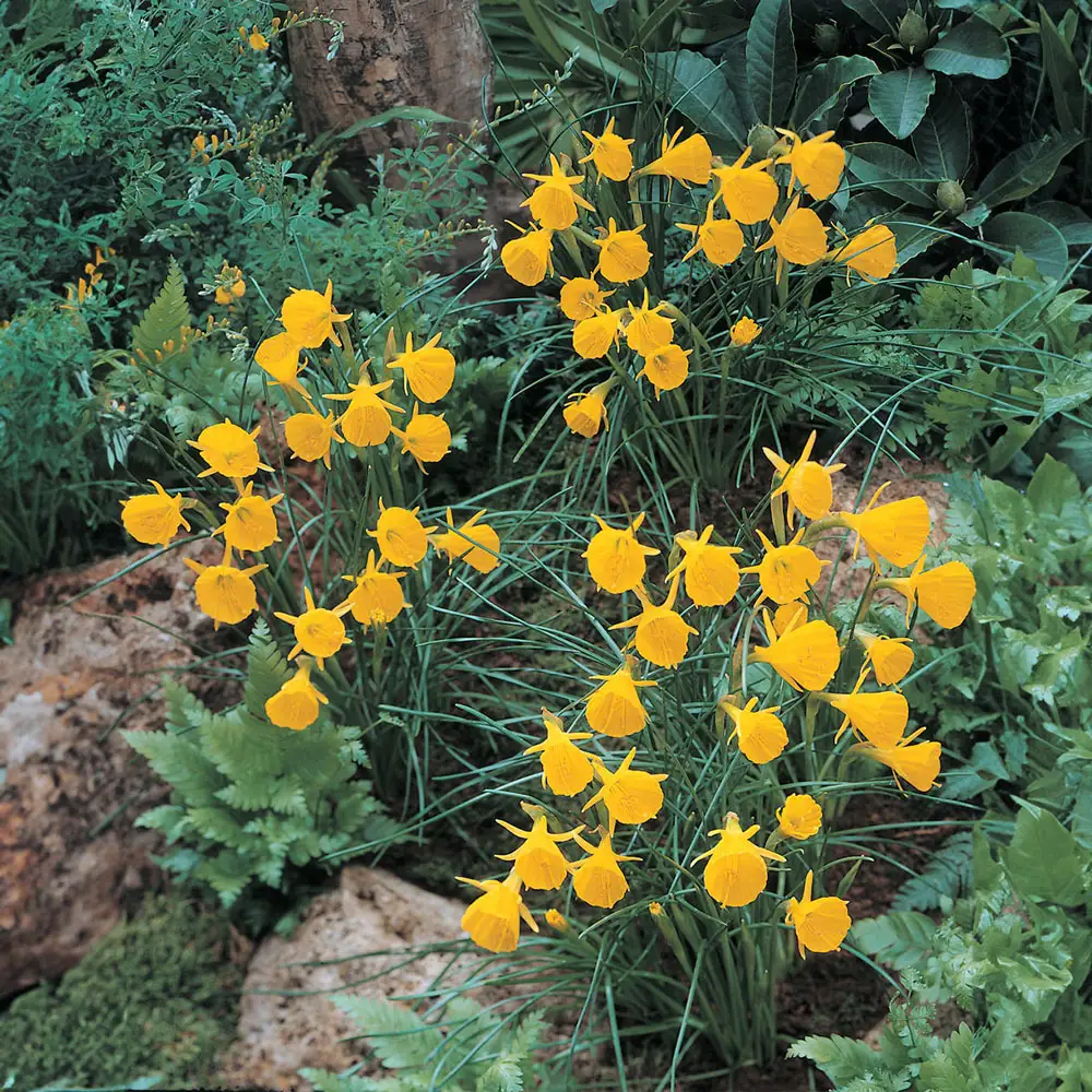 Golden Bells Hoop Petticoat Daffodil - Image 2