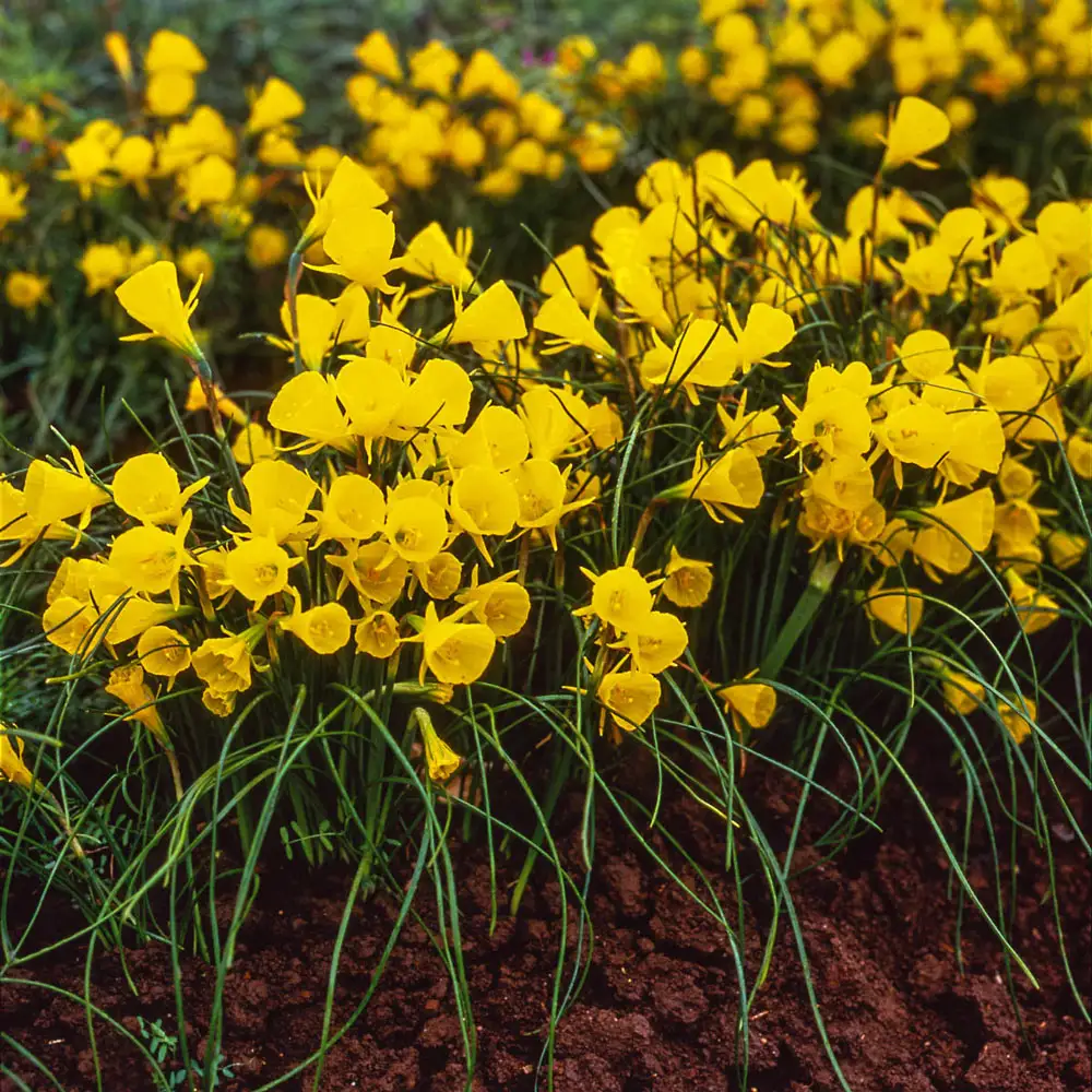 Golden Bells Hoop Petticoat Daffodil - Image 3