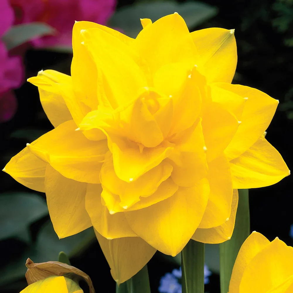 Double Daffodil Golden Ducat