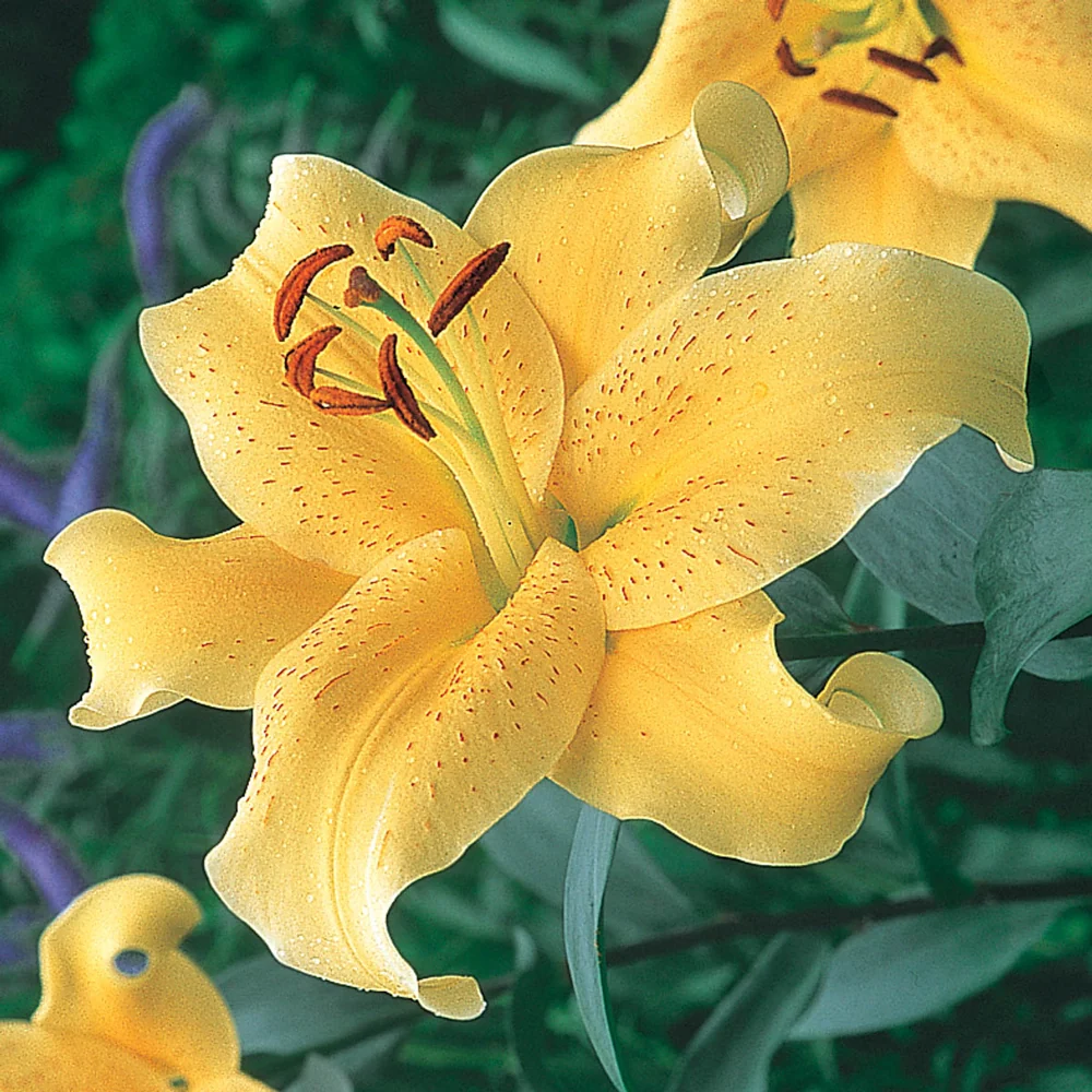Oriental Lily Golden Star Gazer - Image 2