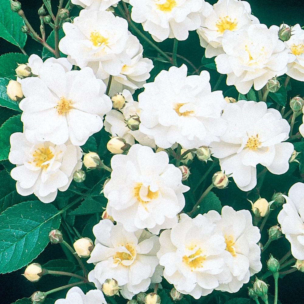 Gourmet Popcorn Patio Rose - Image 2