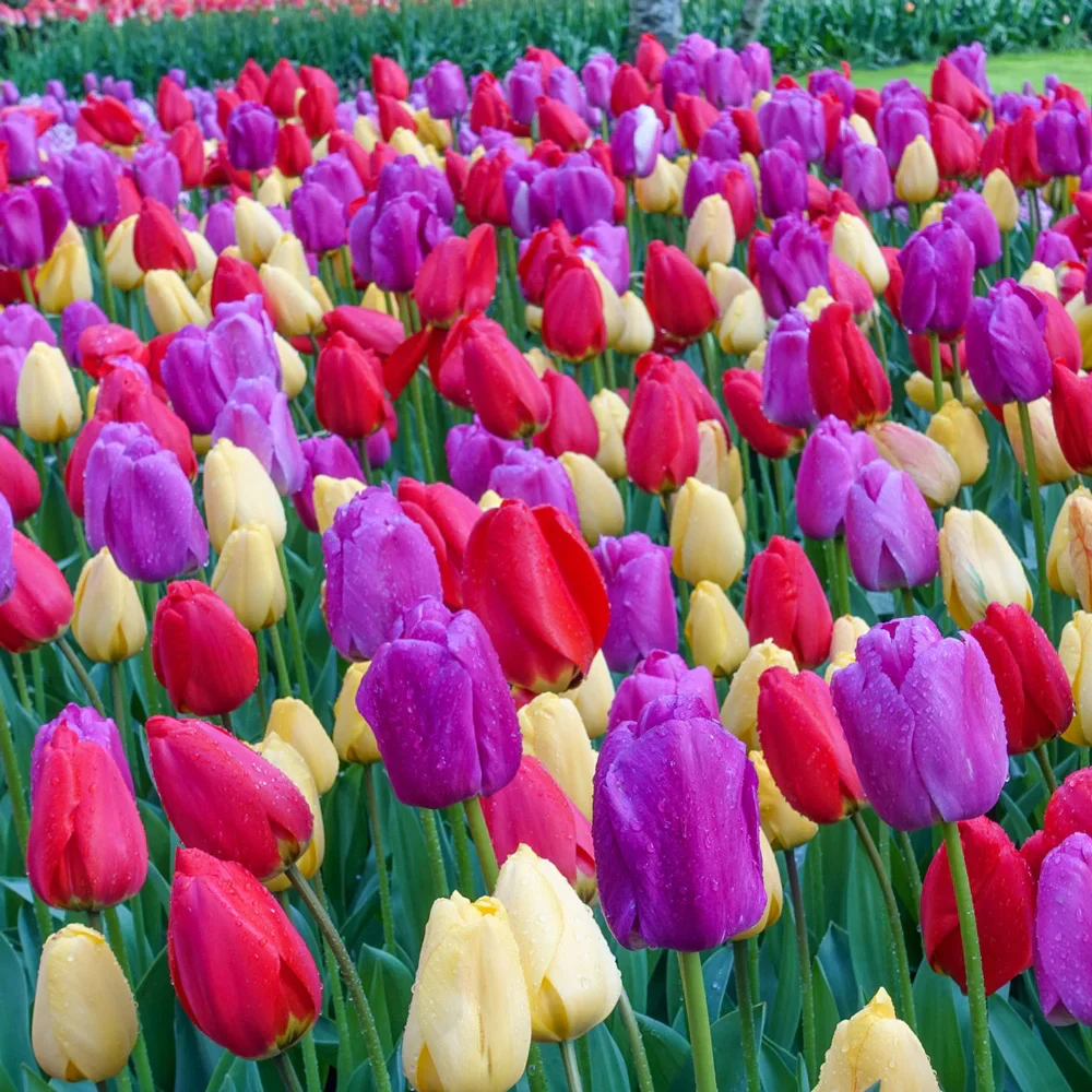 Grand Entrée Tulip Mix