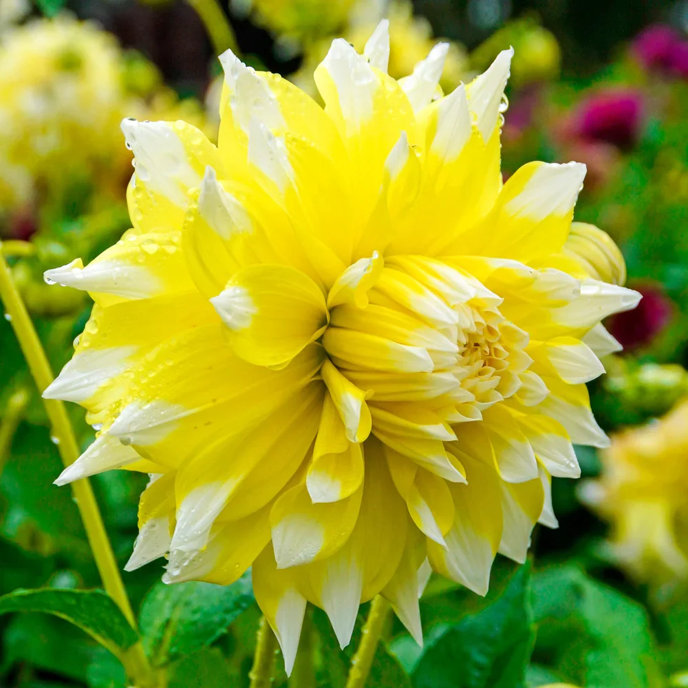 Giant Dinnerplate Dahlia Grand Prix - Image 2