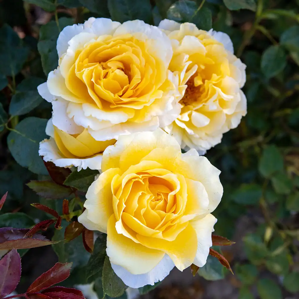 Grandiflora Rose Quest for Zest™
