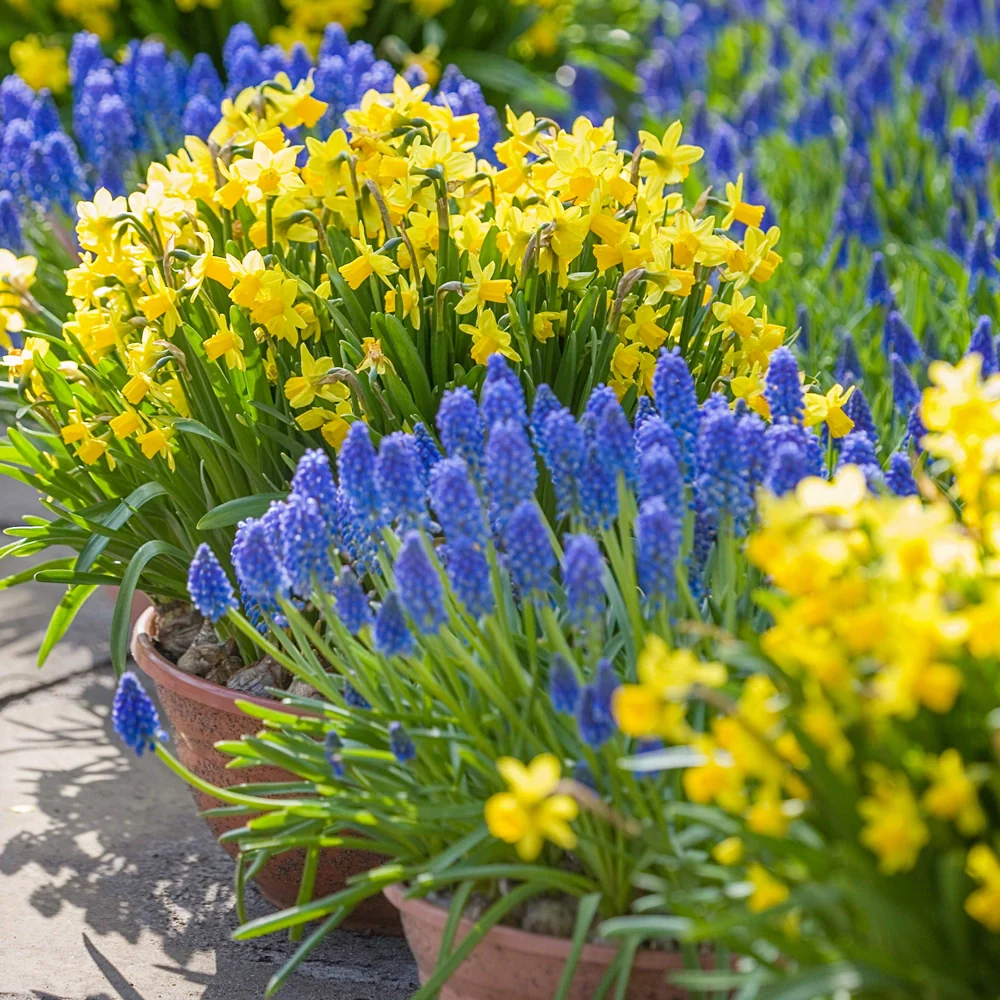 Grape Hyacinth - Muscari Armeniacum