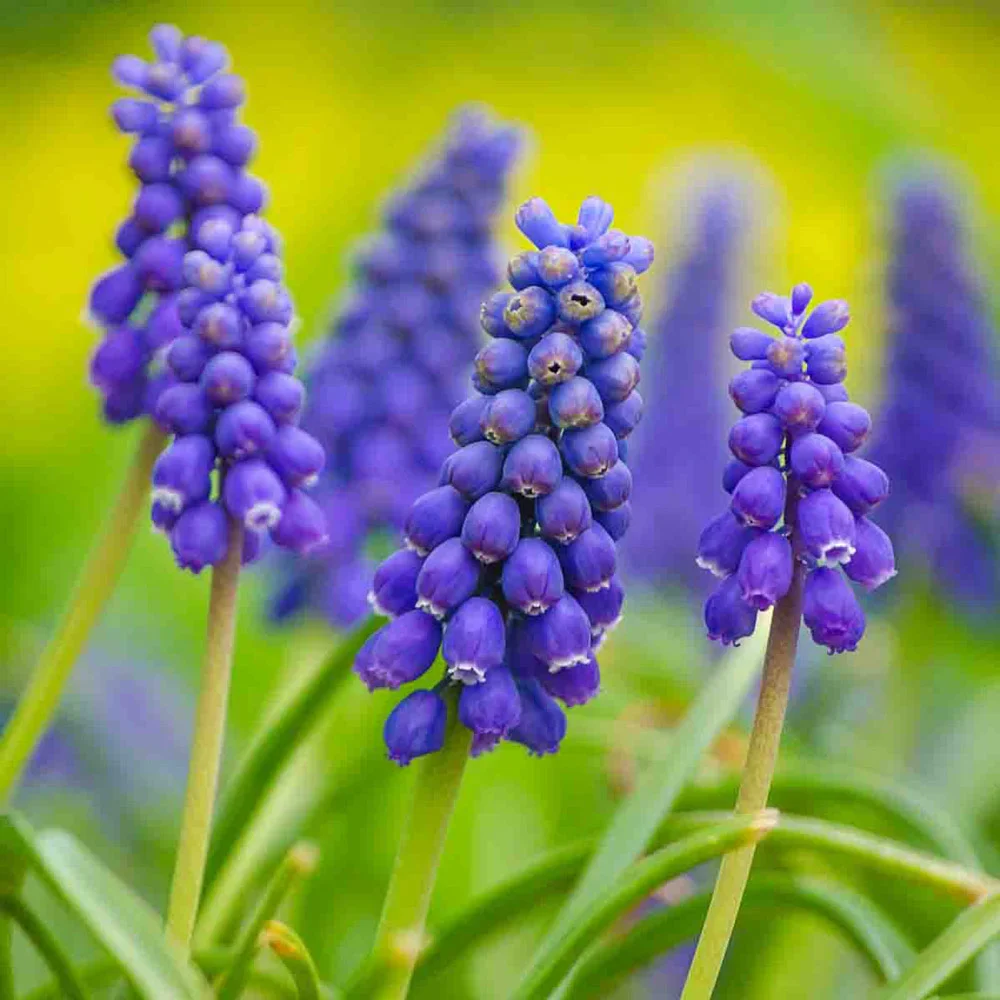 Grape Hyacinth - Muscari Armeniacum - Image 11