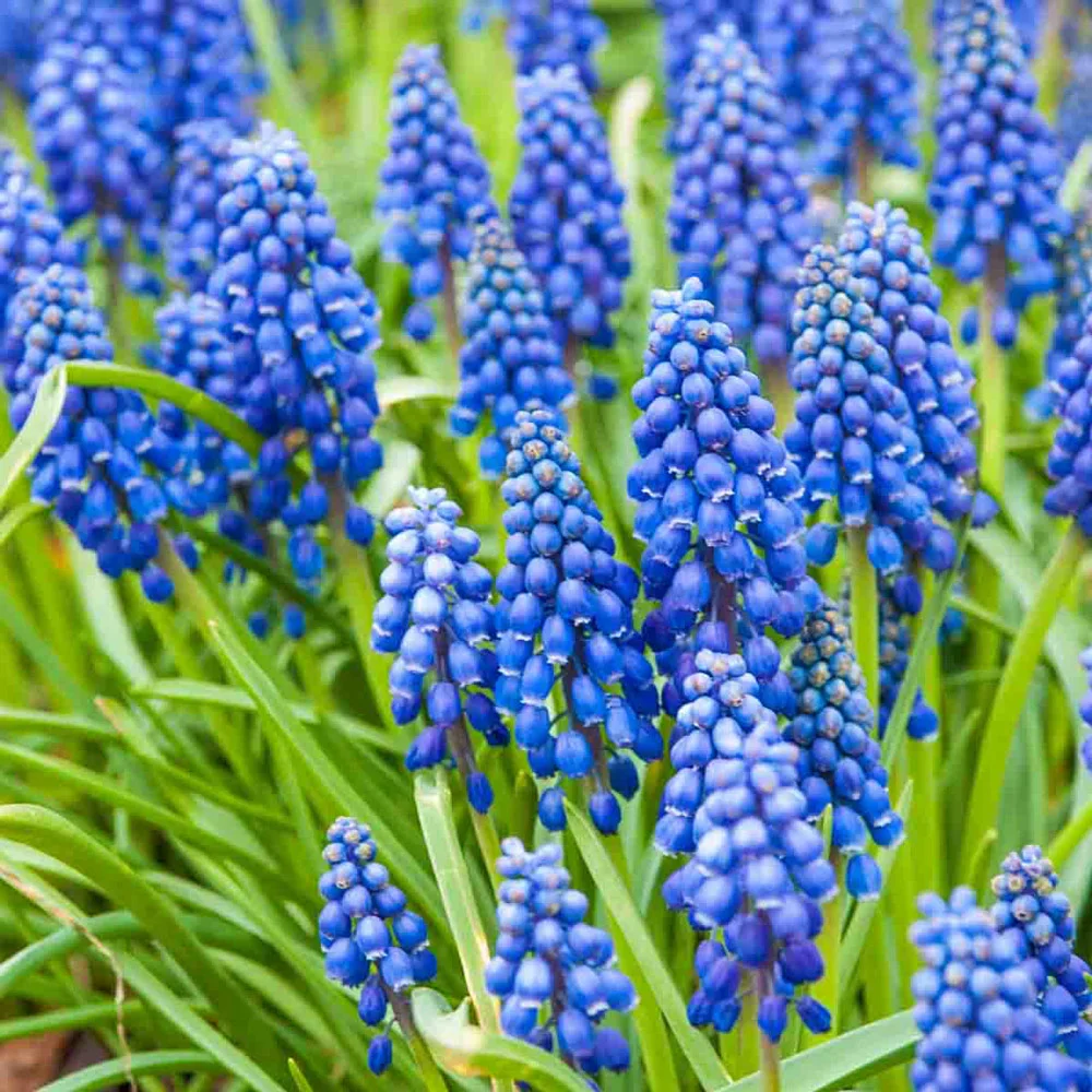 Grape Hyacinth - Muscari Armeniacum - Image 12