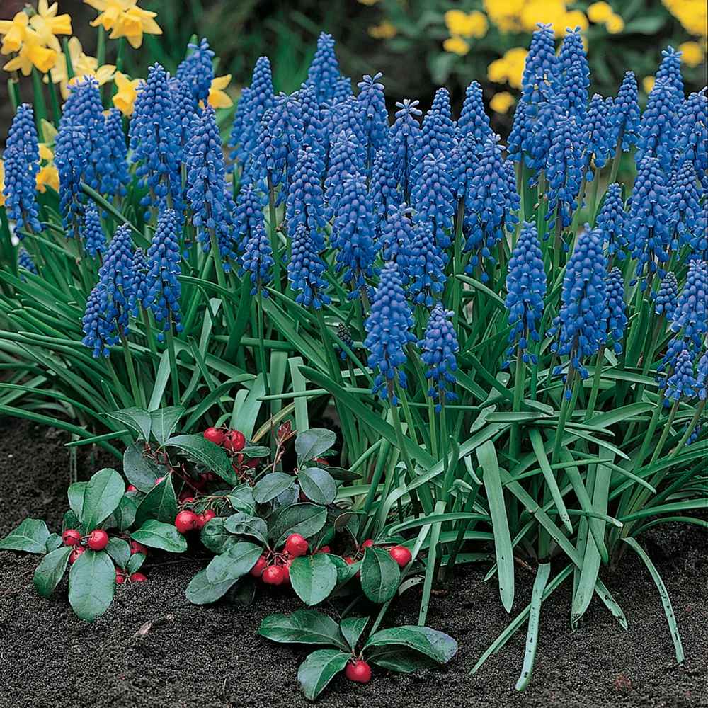 Grape Hyacinth - Muscari Armeniacum - Image 3