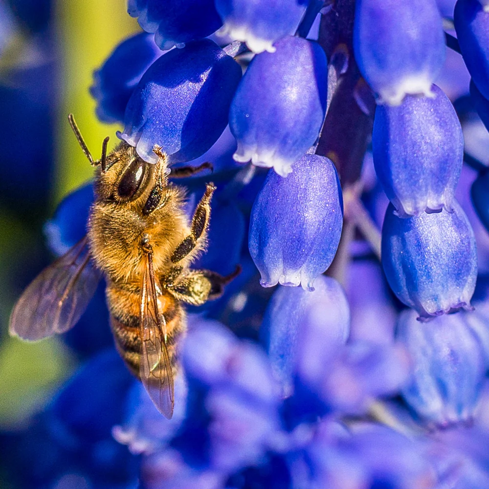 Grape Hyacinth - Muscari Armeniacum - Image 4