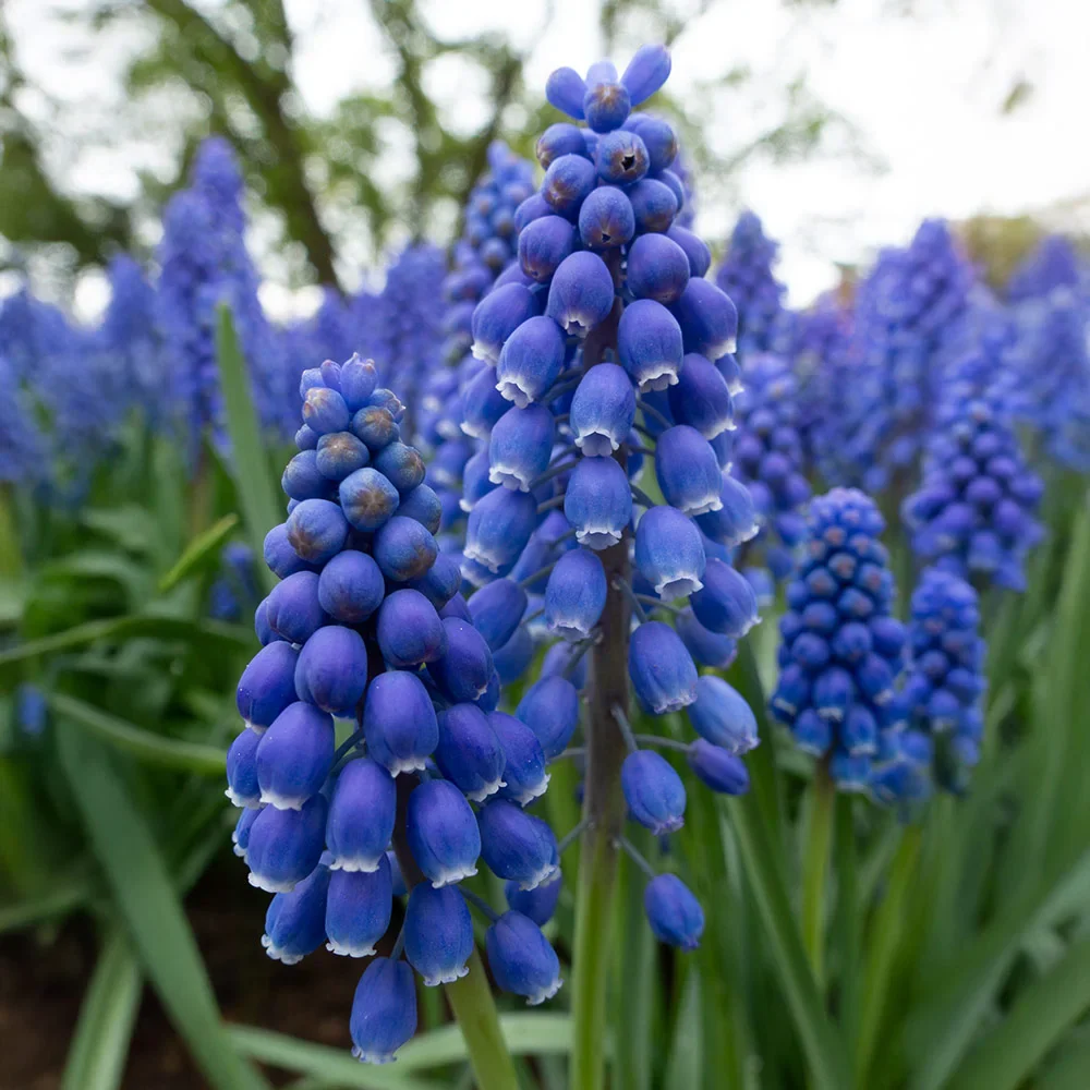 Grape Hyacinth - Muscari Armeniacum - Image 5