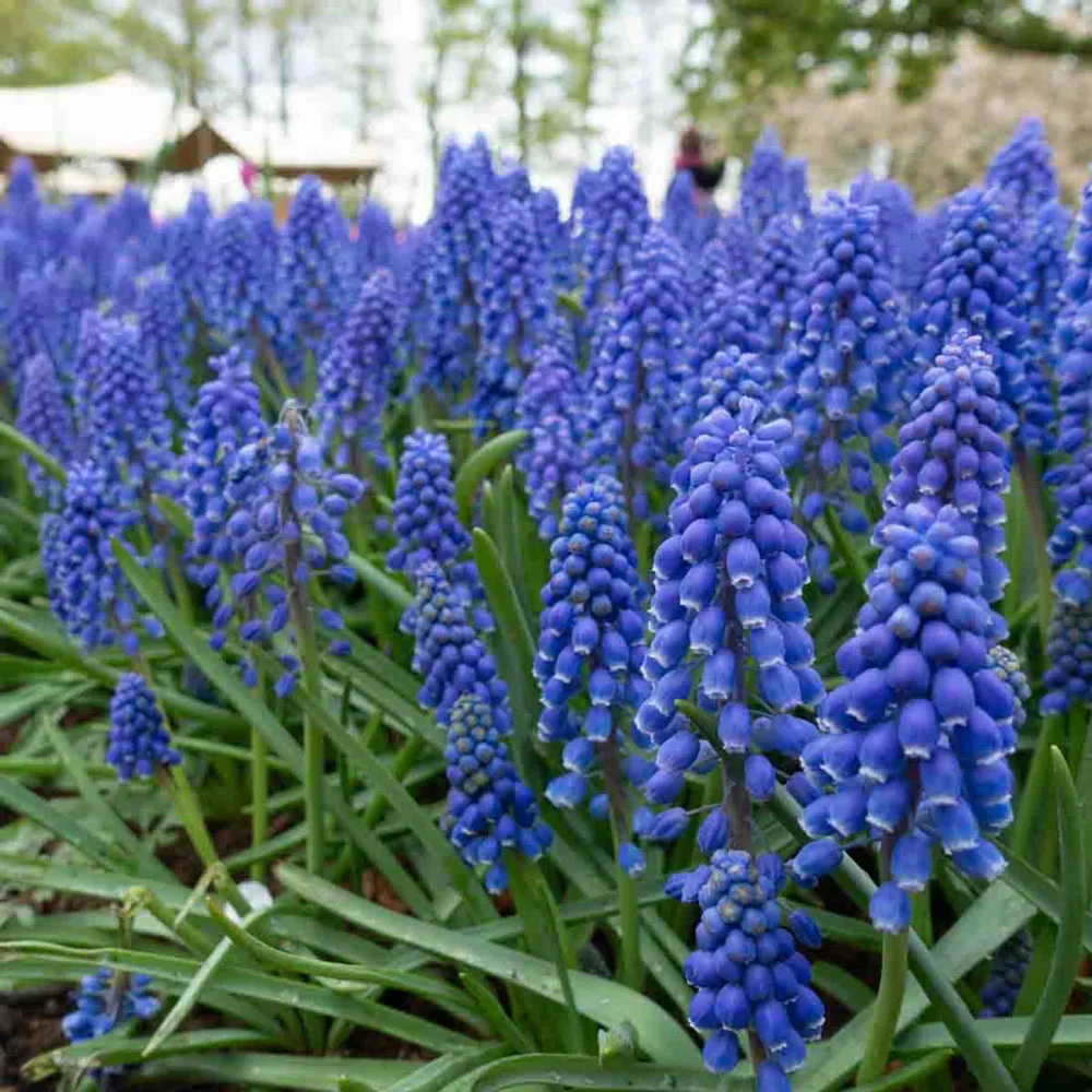 Grape Hyacinth - Muscari Armeniacum - Image 6