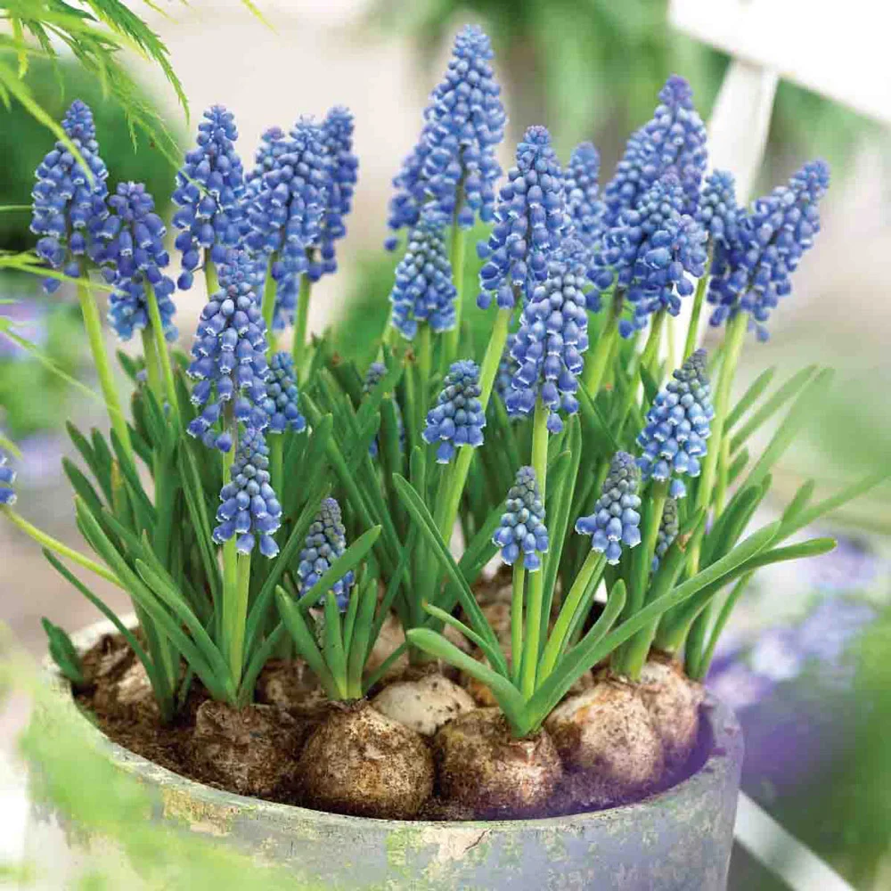 Grape Hyacinth - Muscari Armeniacum - Image 7