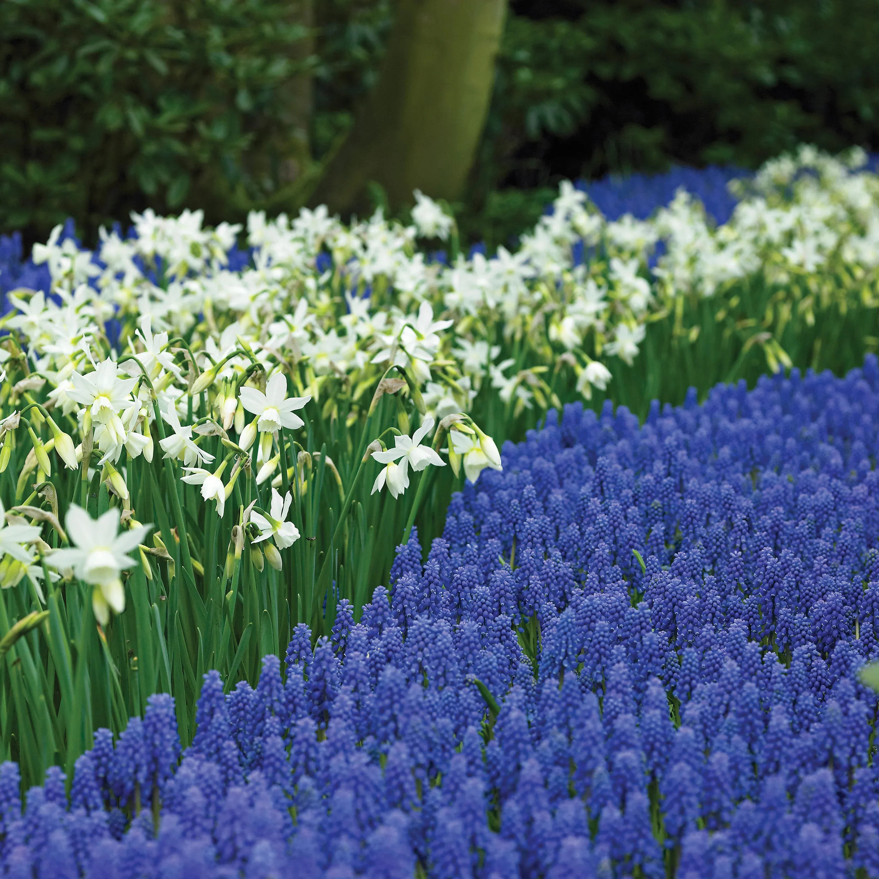 Grape Hyacinth - Muscari Armeniacum - Image 8