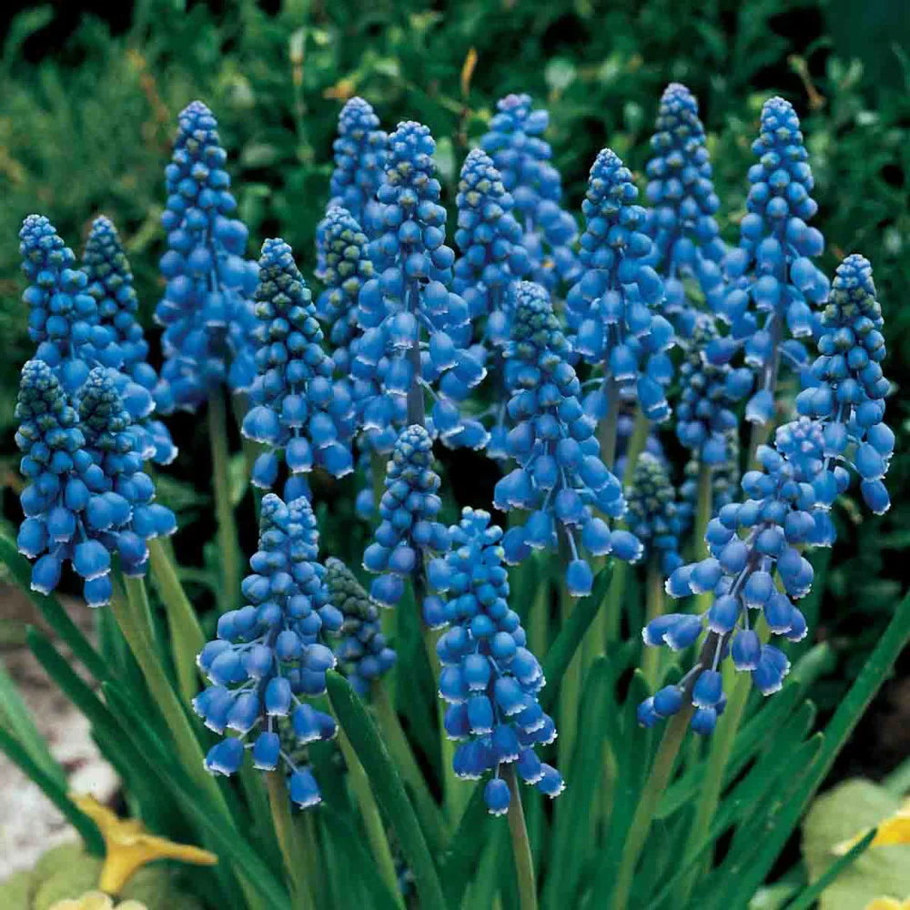 Grape Hyacinth - Muscari Armeniacum - Image 9
