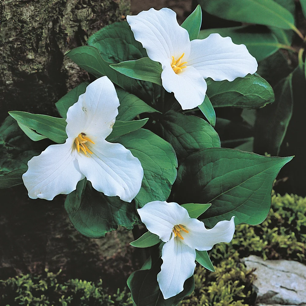 Great White Trillium - Image 2