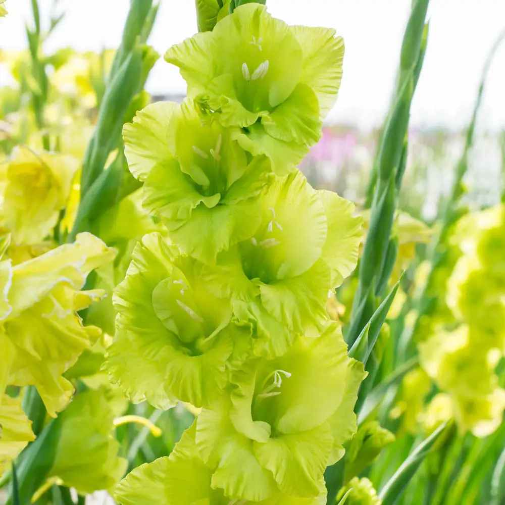 Gladiolus Green Star