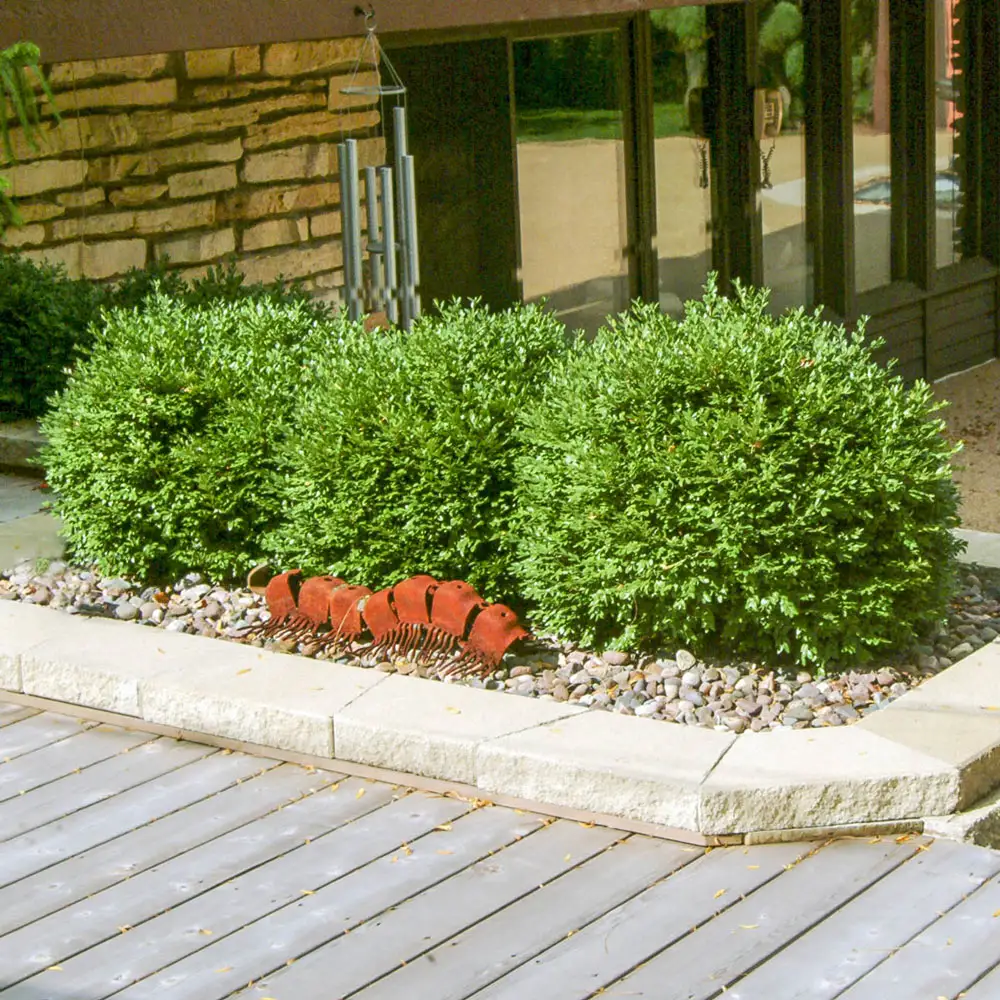 Green Velvet Boxwood
