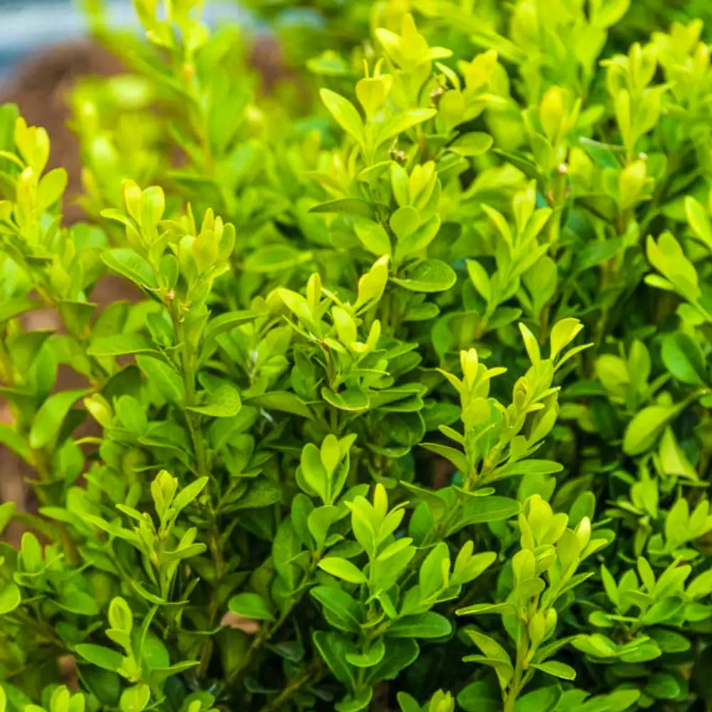 Green Velvet Boxwood - Image 3