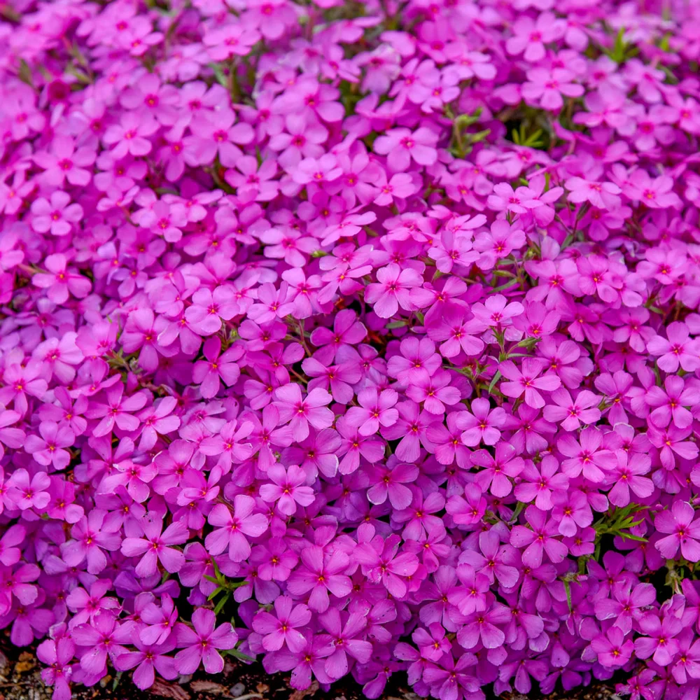 Ground Cover Phlox Ruby Riot - Image 2