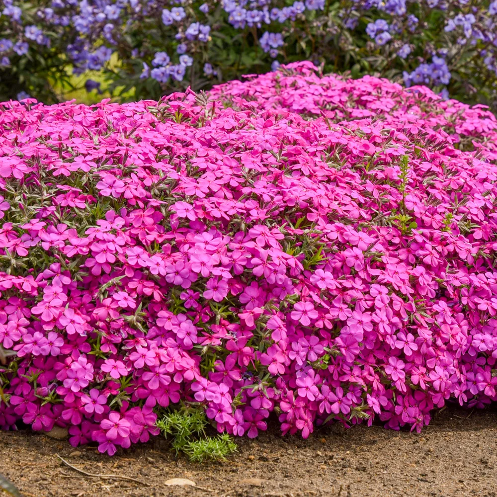Ground Cover Phlox Ruby Riot - Image 3