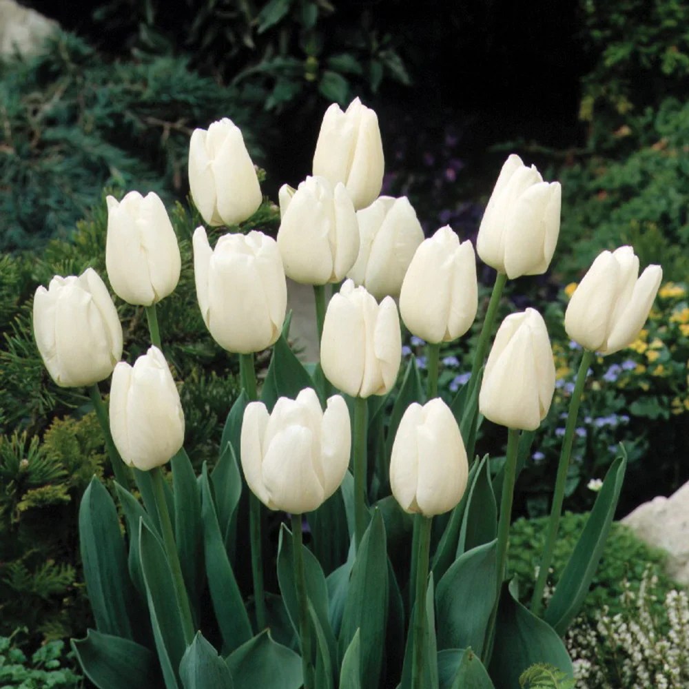 Darwin Hybrid Tulip White Clouds (Hakuun)