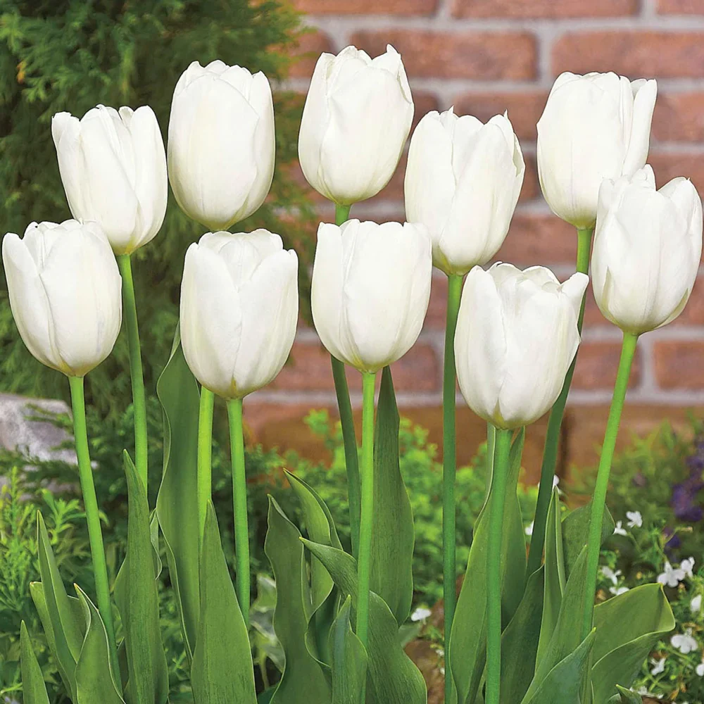 Darwin Hybrid Tulip White Clouds (Hakuun) - Image 3
