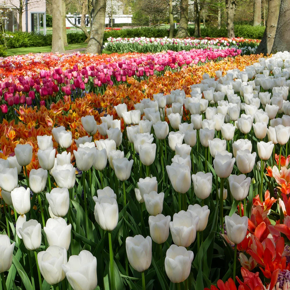Darwin Hybrid Tulip White Clouds (Hakuun) - Image 4