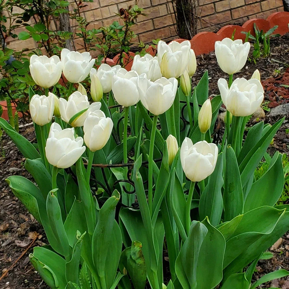 Darwin Hybrid Tulip White Clouds (Hakuun) - Image 5