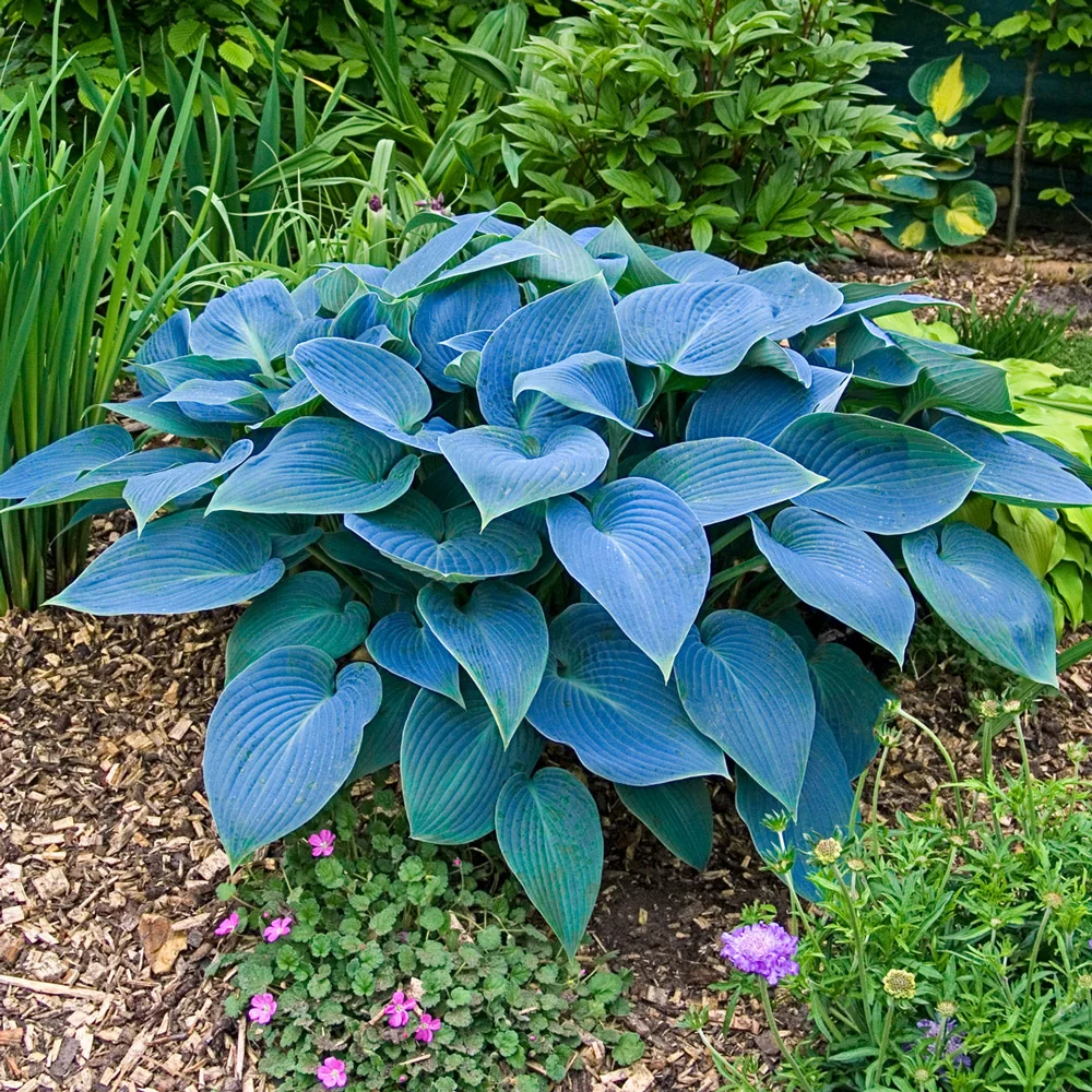 Hosta Halcyon