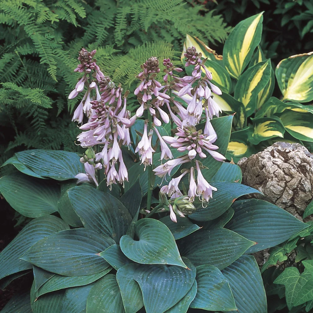 Hosta Halcyon - Image 3